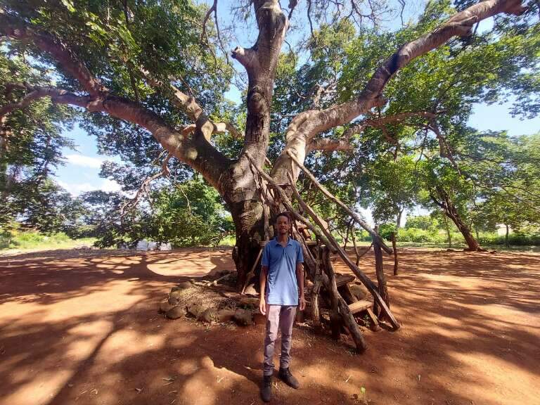 Jatobá gigante foi casa improvisada e abrigo na Guerra do Paraguai