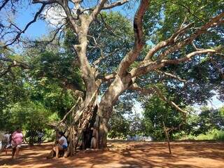 Jatob&aacute; gigante j&aacute; foi casa improvisada e abrigo na Guerra do Paraguai