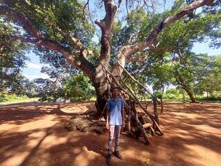 Jatob&aacute; gigante j&aacute; foi casa improvisada e abrigo na Guerra do Paraguai