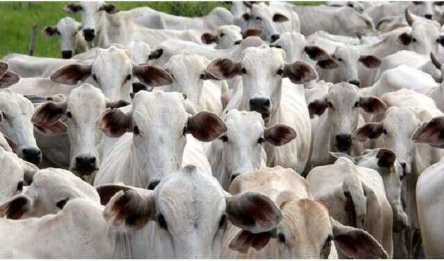 Prazo para declara&ccedil;&atilde;o de rebanho em MS termina nesta segunda-feira