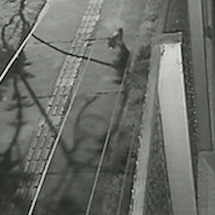 Gata &#039;Ana&iacute;s&#039; escala tela de condom&iacute;nio e desaparece no Pioneiros