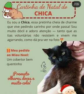 Gatos sem donos fazem pedidos ao &#039;Miau Noel&#039; em cartas de Natal
