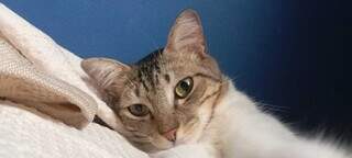 Gata &#039;Ana&iacute;s&#039; escala tela de condom&iacute;nio e desaparece no Pioneiros