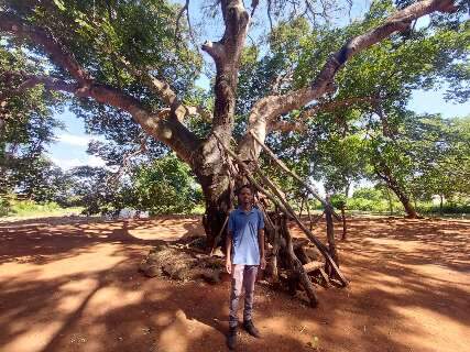 Jatob&aacute; gigante j&aacute; foi casa improvisada e abrigo na Guerra do Paraguai