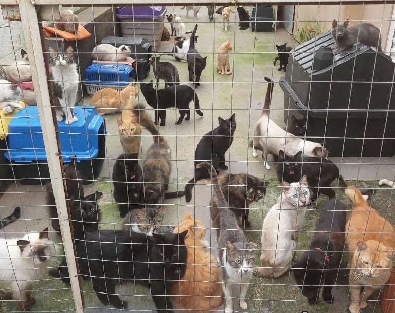 Gatos sem donos fazem pedidos ao 'Miau Noel' em cartas de Natal