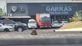 Corregedoria não vai investigar suposto esquema de desvio de muamba no Garras Corregedoria não vai investigar suposto esquema de desvio de muamba no Garras