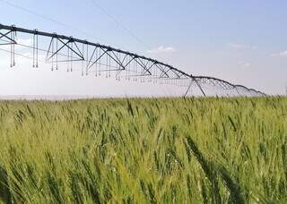 Irriga&ccedil;&atilde;o no ponto certo reduz em 41% a emiss&atilde;o de gases do trigo no Cerrado