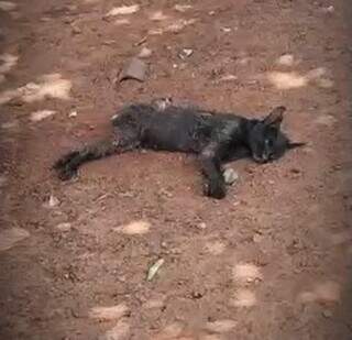 Homem &eacute; preso suspeito de matar mais de 20 animais envenenados