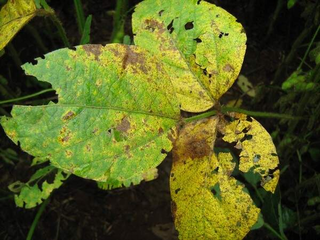 Fungo que pode comprometer 90% da produção de soja é detectado em MS Fungo que pode comprometer 90% da produção de soja é detectado em MS