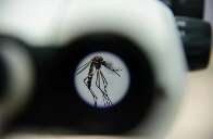 Wolbachia reduz casos de dengue em Campo Grande em mais de 63%, aponta estudo