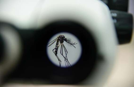 Wolbachia reduz casos de dengue em Campo Grande em mais de 63%, aponta estudo