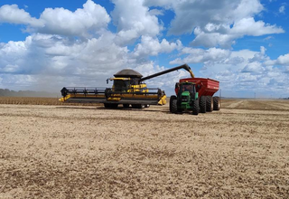 Plantio de soja em MS atinge 97,5% da &aacute;rea prevista para safra 2025/2026