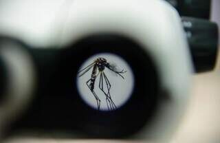 Wolbachia reduz casos de dengue em Campo Grande em mais de 63%, aponta estudo