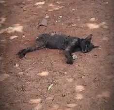 Homem &eacute; preso suspeito de matar mais de 20 animais envenenados