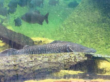 Ap&oacute;s tratamento e exames in&eacute;ditos, cachara retorna ao aqu&aacute;rio do Bioparque