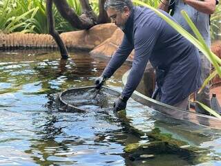 Ap&oacute;s tratamento e exames in&eacute;ditos, cachara retorna ao aqu&aacute;rio do Bioparque