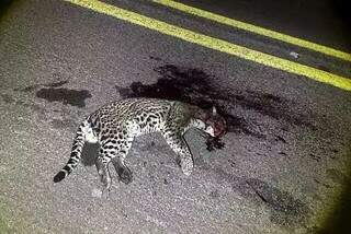 Cercas e pontes a&eacute;reas v&atilde;o proteger fauna pantaneira de atropelamentos na BR-262