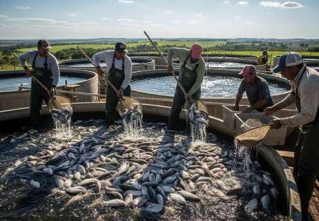 Pressionado por criadores de til&aacute;pia, Meio Ambiente suspende lista de invasoras