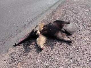 Cercas e pontes a&eacute;reas v&atilde;o proteger fauna pantaneira de atropelamentos na BR-262