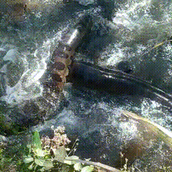 Sucuri impressiona moradores ao ser flagrada enrolada em c&oacute;rrego