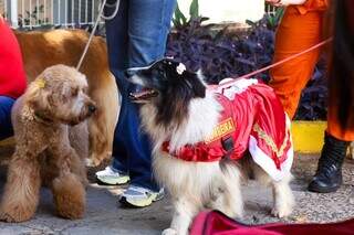 C&atilde;es bombeiros &quot;invadem&quot; hospital com direito a banda natalina