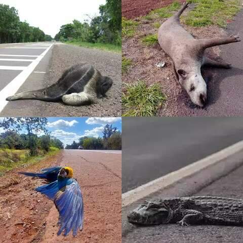Cercas e pontes a&eacute;reas v&atilde;o proteger fauna pantaneira de atropelamentos na BR-262
