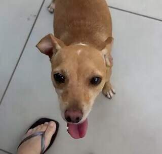 Homem adota cachorra e a abandona 48 horas depois no Monte Castelo