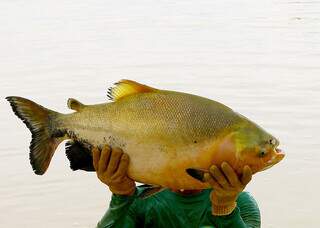 Tambaqui dobra ganho de peso em estudo da Embrapa e vira aposta para MS