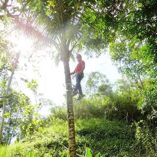 Pesquisa quer ampliar oferta de sementes nativas para restaurar o Cerrado
