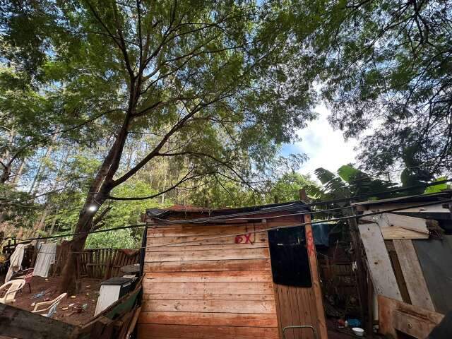 MS tem o 2&ordm; maior percentual de moradores de favelas em &aacute;reas arborizadas