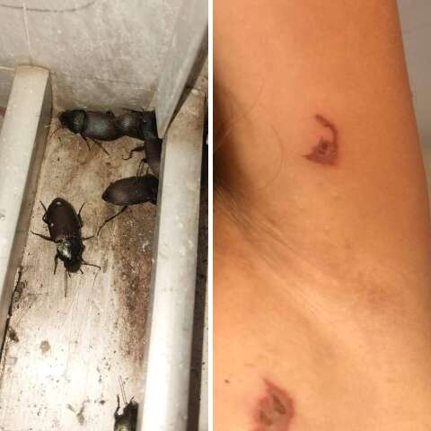 Besouros se multiplicam e causam queimaduras em moradores de Corumb&aacute;
