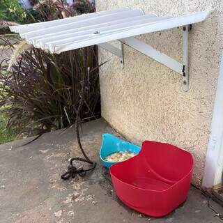 Homem adota cachorra e a abandona 48 horas depois no Monte Castelo