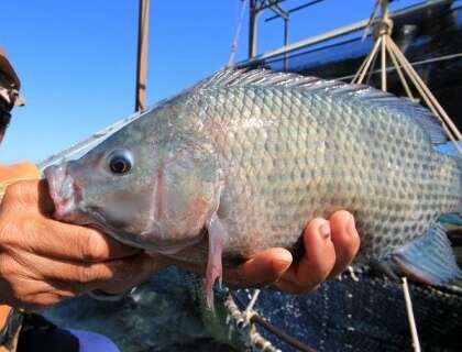 Suspens&atilde;o da lista de esp&eacute;cies invasoras n&atilde;o altera status da til&aacute;pia. diz MMA