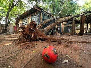 MS tem o 2&ordm; maior percentual de moradores de favelas em &aacute;reas arborizadas