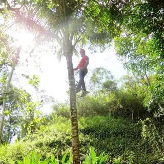 Pesquisa quer ampliar oferta de sementes nativas para restaurar o Cerrado
