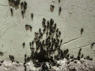 Besouros se multiplicam e causam queimaduras em moradores de Corumb&aacute;