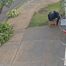 Homem adota cachorra e a abandona 48 horas depois no Monte Castelo