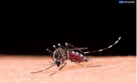 Alta da dengue acende alerta no Pa&iacute;s e especialistas pedem aten&ccedil;&atilde;o aos sintomas