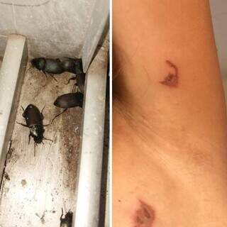 Besouros se multiplicam e causam queimaduras em moradores de Corumb&aacute;