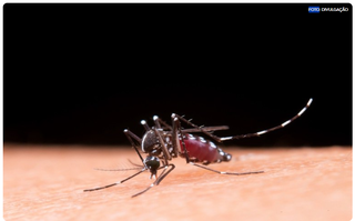 Alta da dengue acende alerta no Pa&iacute;s e especialistas pedem aten&ccedil;&atilde;o aos sintomas