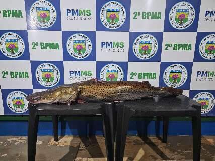 Pescador &eacute; multado em R$ 33 mil ap&oacute;s ser flagrado com peixe de 21 kg 