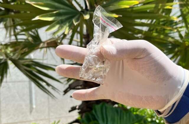 Sem novos &oacute;bitos, MS registra 8.372 casos confirmados de dengue, diz boletim