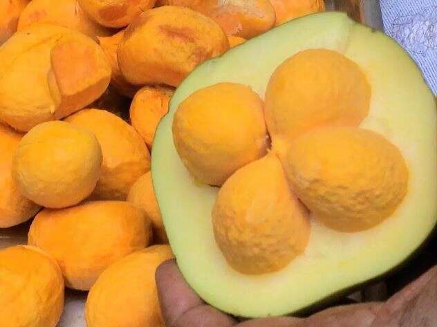 Evento debate valoriza&ccedil;&atilde;o de plantas aliment&iacute;cias e saberes tradicionais