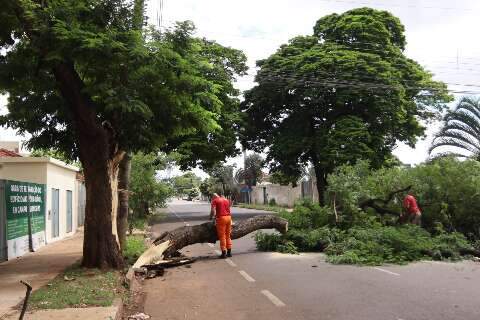 Tronco oco &eacute; causa de queda de &aacute;rvore e interdi&ccedil;&atilde;o em avenida no Amamba&iacute;