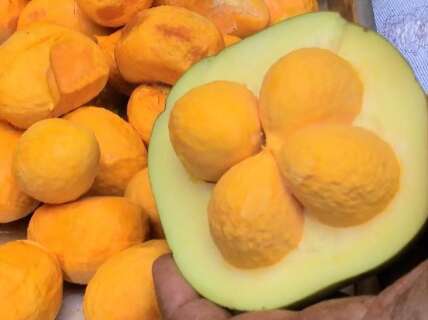 Evento debate valoriza&ccedil;&atilde;o de plantas aliment&iacute;cias e saberes tradicionais