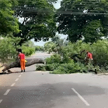 Tronco oco &eacute; causa de queda de &aacute;rvore e interdi&ccedil;&atilde;o em avenida no Amamba&iacute;