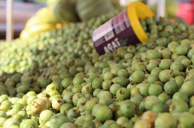 Plantas nativas s&atilde;o tema de encontro e feira com sabores do Cerrado e Pantanal
