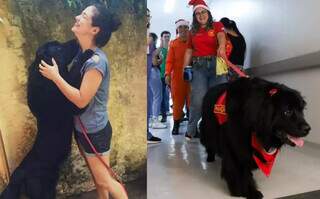 Pandora é “ursa” de 60 kg que virou bombeira e salvou a própria dona Pandora é “ursa” de 60 kg que virou bombeira e salvou a própria dona