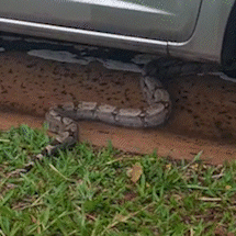 Jiboia gigante &ldquo;abra&ccedil;a&rdquo; amortecedor de carro e exige tr&ecirc;s horas de resgate