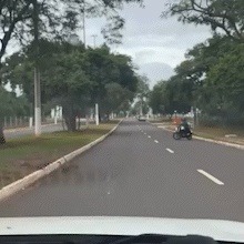 Fam&iacute;lia de quatis escapa por pouco de atropelamento no Parque dos Poderes